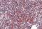 Zinc Finger Protein 687 antibody, NBP2-41128, Novus Biologicals, Immunohistochemistry frozen image 