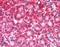 Caspase Recruitment Domain Family Member 6 antibody, TA305815, Origene, Immunohistochemistry frozen image 