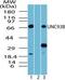 Unc-93B1 antibody, PA5-23196, Invitrogen Antibodies, Western Blot image 