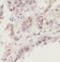SUMO-conjugating enzyme UBC9 antibody, FNab09155, FineTest, Immunohistochemistry frozen image 