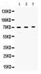 Replication Protein A1 antibody, PA5-79933, Invitrogen Antibodies, Western Blot image 