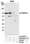 DDB1 And CUL4 Associated Factor 4 antibody, A301-907A, Bethyl Labs, Immunoprecipitation image 