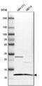 Enhancer of rudimentary homolog antibody, NBP1-84976, Novus Biologicals, Western Blot image 