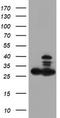 Proteasome Subunit Beta 7 antibody, TA504638, Origene, Western Blot image 