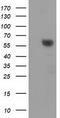 Dystrobrevin Alpha antibody, CF502184, Origene, Western Blot image 