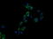 CD3 antibody, LS-C174661, Lifespan Biosciences, Immunofluorescence image 