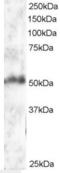 Forkhead Box G1 antibody, LS-C20157, Lifespan Biosciences, Western Blot image 
