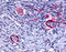 Hmr antibody, TA341067, Origene, Immunohistochemistry frozen image 