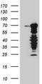 RNA polymerase II elongation factor ELL antibody, CF810828, Origene, Western Blot image 