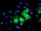 Dynein Axonemal Assembly Factor 1 antibody, LS-C173838, Lifespan Biosciences, Immunofluorescence image 