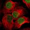 Probable histone-lysine N-methyltransferase NSD2 antibody, HPA015801, Atlas Antibodies, Immunofluorescence image 
