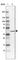 Histone PARylation Factor 1 antibody, HPA043467, Atlas Antibodies, Western Blot image 