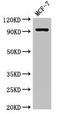  antibody, orb51602, Biorbyt, Western Blot image 