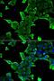 Neuronal Calcium Sensor 1 antibody, LS-C748630, Lifespan Biosciences, Immunofluorescence image 