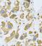 Biotinidase antibody, FNab00975, FineTest, Immunohistochemistry frozen image 