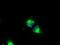 CD4 antibody, GTX84713, GeneTex, Immunofluorescence image 