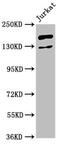 Zinc finger protein castor homolog 1 antibody, CSB-PA773036LA01HU, Cusabio, Western Blot image 
