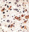 Gap Junction Protein Beta 3 antibody, AP11571PU-N, Origene, Immunohistochemistry frozen image 