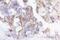 Occludin antibody, 71-1500, Invitrogen Antibodies, Immunohistochemistry frozen image 