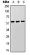 Serine/Threonine Kinase 11 antibody, LS-C368546, Lifespan Biosciences, Western Blot image 
