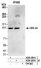 Ubiquitination Factor E4A antibody, A304-294A, Bethyl Labs, Immunoprecipitation image 
