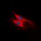 Atypical Chemokine Receptor 4 antibody, orb393236, Biorbyt, Immunofluorescence image 