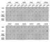 Histone Cluster 4 H4 antibody, A2370, ABclonal Technology, Dot Blot image 