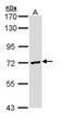 Deleted In Azoospermia 2 antibody, PA5-22077, Invitrogen Antibodies, Western Blot image 