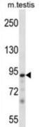 Protein Kinase N3 antibody, abx028186, Abbexa, Western Blot image 