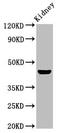 PBX Homeobox 1 antibody, CSB-PA017505LA01HU, Cusabio, Western Blot image 