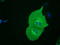 SH3 Domain Containing GRB2 Like 1, Endophilin A2 antibody, LS-C115462, Lifespan Biosciences, Immunofluorescence image 