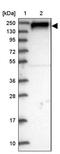 Arf-GAP with Rho-GAP domain, ANK repeat and PH domain-containing protein 3 antibody, PA5-60158, Invitrogen Antibodies, Western Blot image 