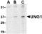 UNG1 antibody, TA306336, Origene, Western Blot image 