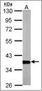 GAPDH antibody, AP23085PU-N, Origene, Western Blot image 