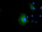 Isovaleryl-CoA dehydrogenase, mitochondrial antibody, M01404, Boster Biological Technology, Immunofluorescence image 