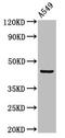 CD208 antibody, CSB-PA892177LA01HU, Cusabio, Western Blot image 