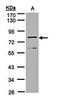 Dipeptidyl Peptidase 3 antibody, orb73868, Biorbyt, Western Blot image 