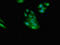 N-Myc And STAT Interactor antibody, CSB-PA618768LA01HU, Cusabio, Immunofluorescence image 