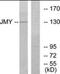 Junction Mediating And Regulatory Protein, P53 Cofactor antibody, orb178978, Biorbyt, Western Blot image 