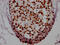 HNF-3A antibody, CSB-RA246102A0HU, Cusabio, Immunohistochemistry frozen image 