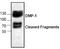 Dentin matrix acidic phosphoprotein 1 antibody, TA318978, Origene, Western Blot image 