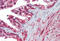 Calnexin antibody, MBS243308, MyBioSource, Immunohistochemistry frozen image 