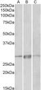 Paired Related Homeobox 1 antibody, LS-C186588, Lifespan Biosciences, Western Blot image 