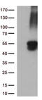 Keratin, type II cytoskeletal 8 antibody, TA500021AM, Origene, Western Blot image 