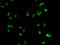 Histone Cluster 1 H1 Family Member E antibody, LS-C670359, Lifespan Biosciences, Immunofluorescence image 