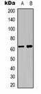 Potassium Voltage-Gated Channel Modifier Subfamily V Member 2 antibody, orb334761, Biorbyt, Western Blot image 