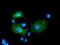 Lectin, Mannose Binding 1 antibody, NBP2-03381, Novus Biologicals, Immunocytochemistry image 