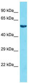 Family With Sequence Similarity 117 Member A antibody, TA331707, Origene, Western Blot image 