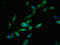Small glutamine-rich tetratricopeptide repeat-containing protein alpha antibody, LS-C376596, Lifespan Biosciences, Immunofluorescence image 