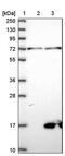 C-C Motif Chemokine Ligand 14 antibody, PA5-56421, Invitrogen Antibodies, Western Blot image 